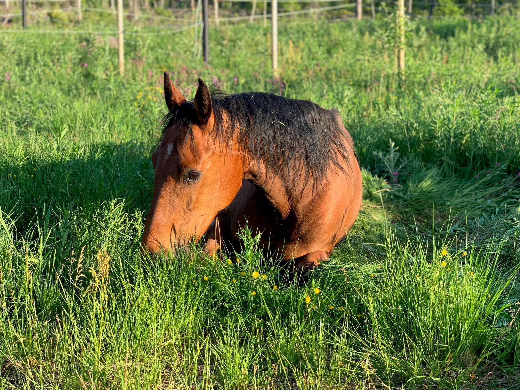 Hest som hviler på enga foran Nordseter Apartments
