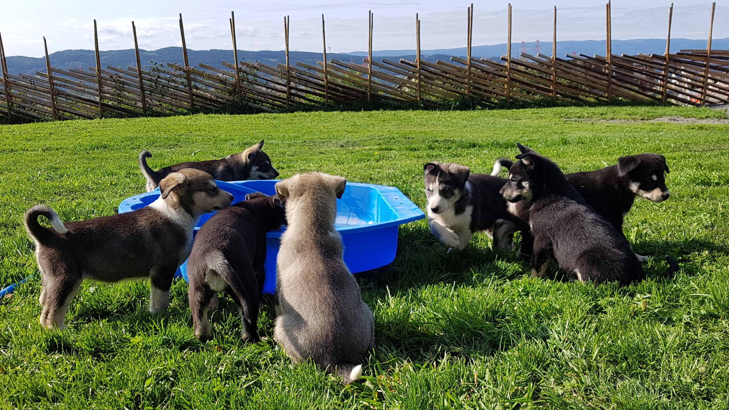 huskyvalper på kennel hos Sjusjøen Husky Tours