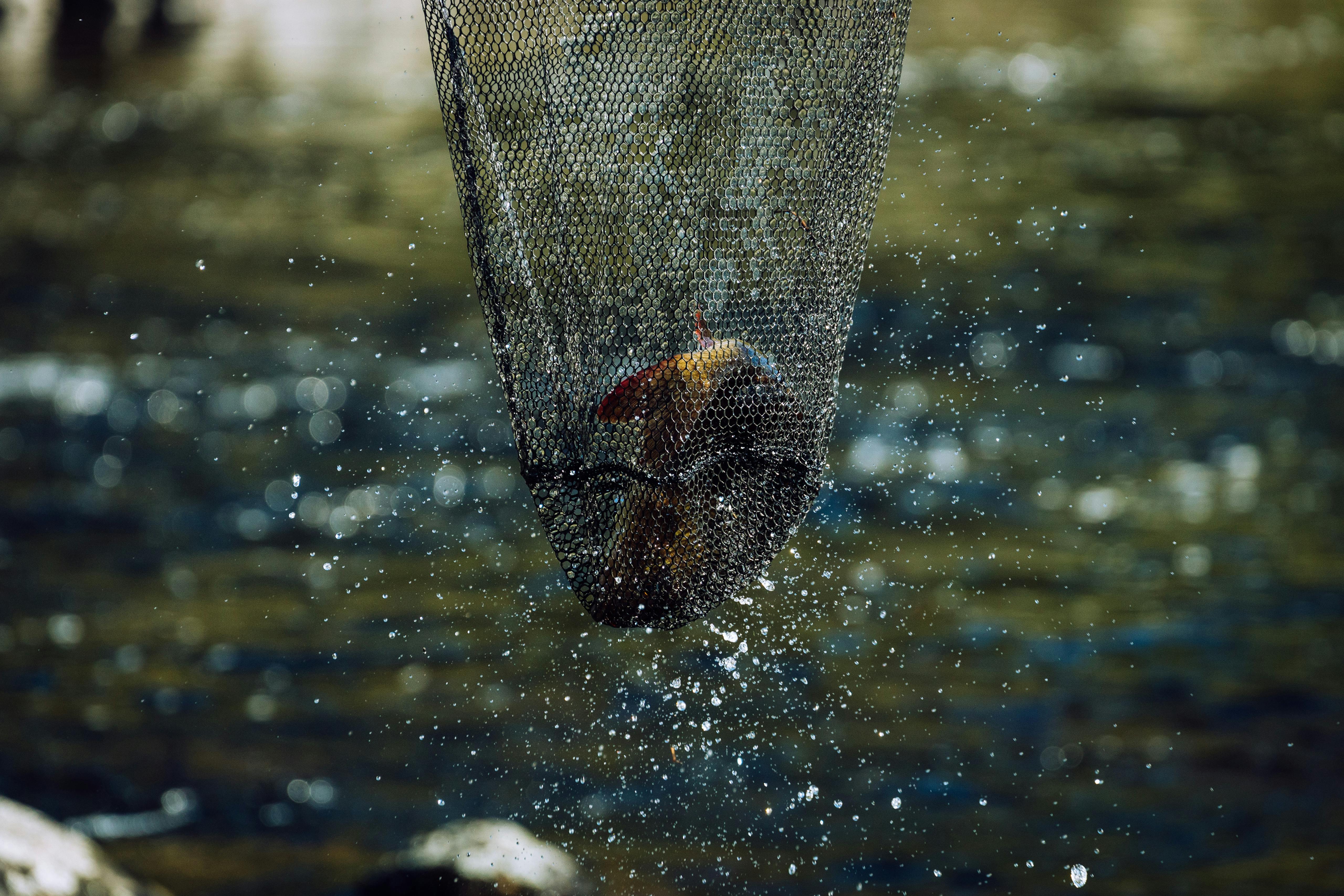 Fisk i hov