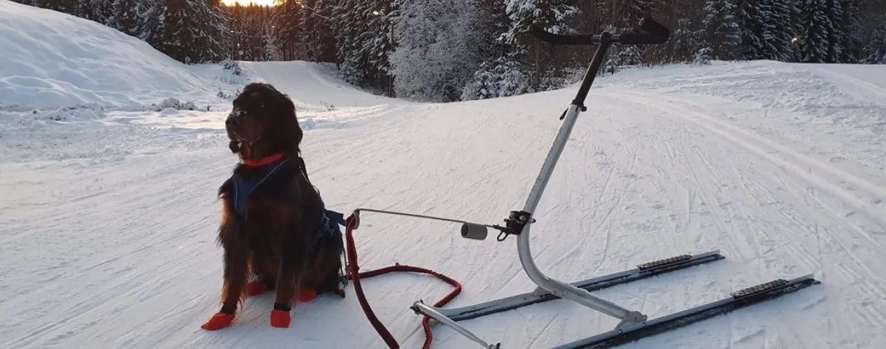 Hund med kikc spark i løypene på Nordseter