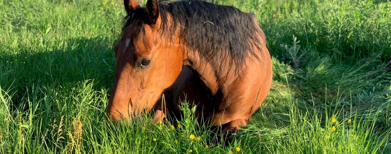 Hest som ligger i en eng på Nordseter og spiser gress