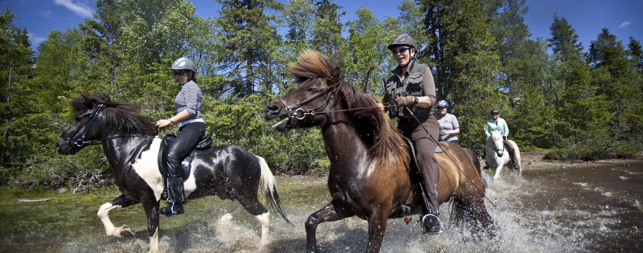 Ryttere på islandshest i Mesnalia 
