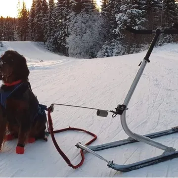 Hund med kikc spark i løypene på Nordseter