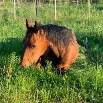Hest som ligger i en eng på Nordseter og spiser gress