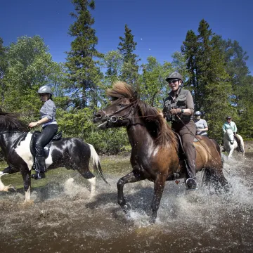 Ryttere på islandshest i Mesnalia 
