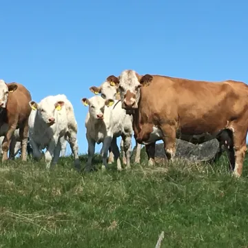 en gruppe kyr som står på en gressåker
