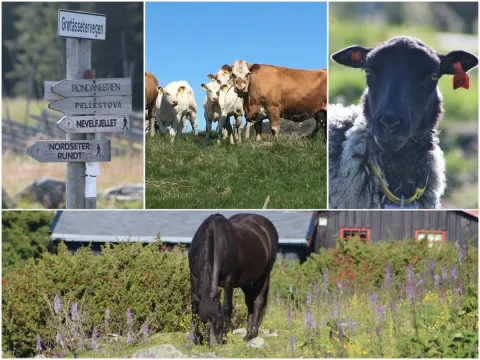 Bildet viser en kollage av sauer, kuer og hest på Nordseter