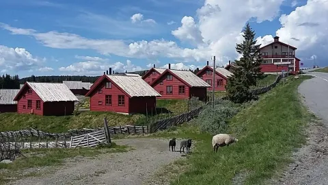røde utleiehytter på Nordseter med sauer som spiser