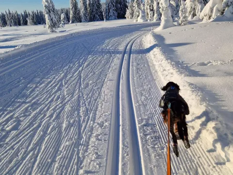Hund i bånd i skiløypene på Nordseter