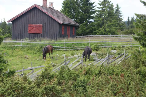 Hester som spiser gress i en innhegning