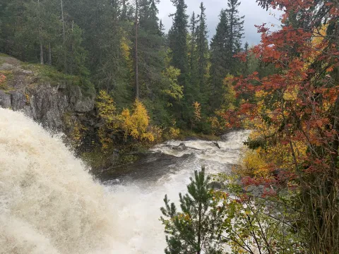 en foss i en skog