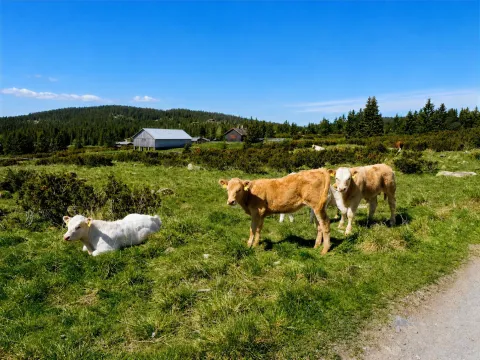 Kalver som beiter på en grønn eng