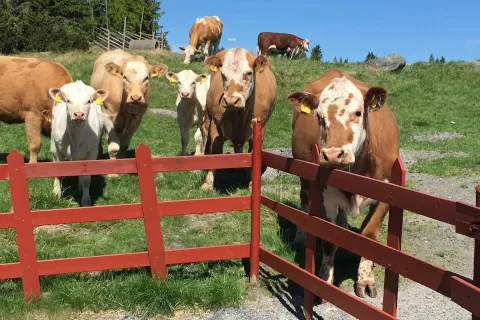 kuer som står ved et rødt gjerde