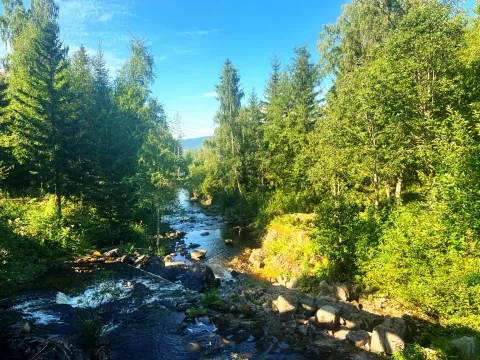 En steinete bekk renner gjennom tett grønn skog under blå himmel, med sollys og skygger langs bredden.