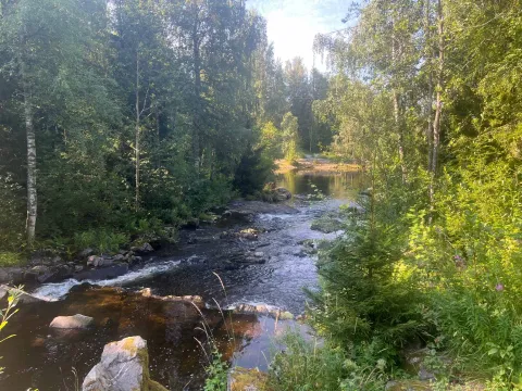 En liten elv renner gjennom tett grønn skog med steiner i vannet, sollys og rolig kulp i bakgrunnen.