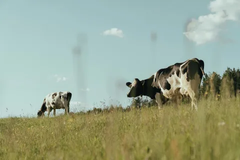 Kyr på beite