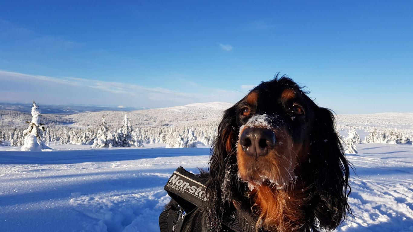 Ta gjerne med deg hunden når du besøker Lillehammer Fjellstue. Ingen ekstra kostnader for menneskets beste venn.