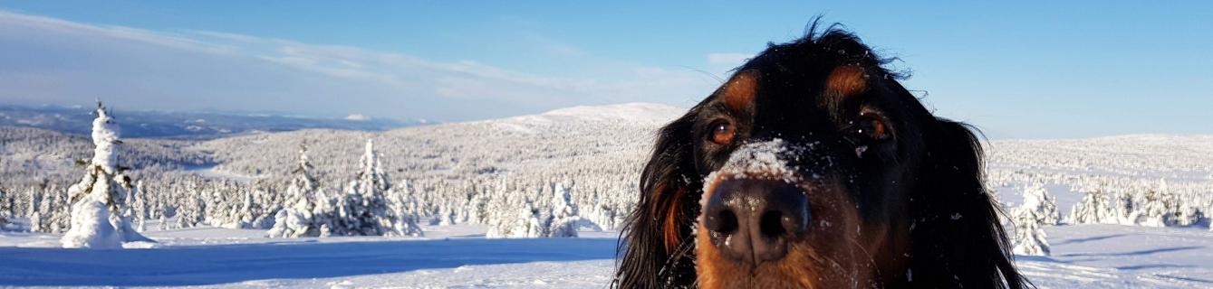 Ta gjerne med deg hunden når du besøker Lillehammer Fjellstue. Ingen ekstra kostnader for menneskets beste venn.
